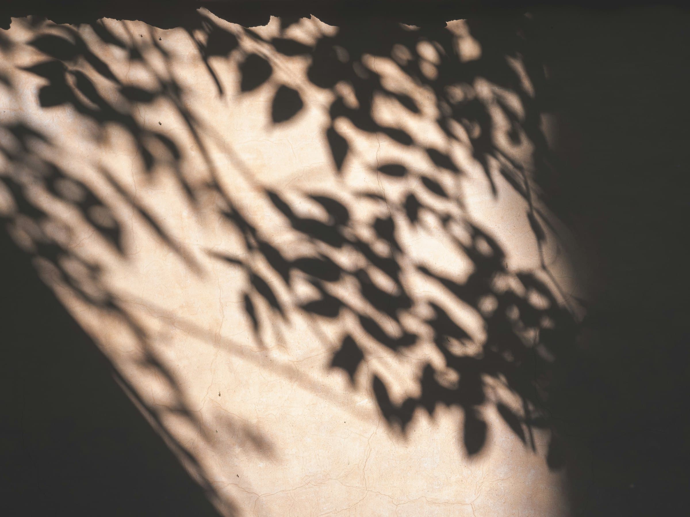 Shadows of leaves cast by low sun across a pale plaster wall.